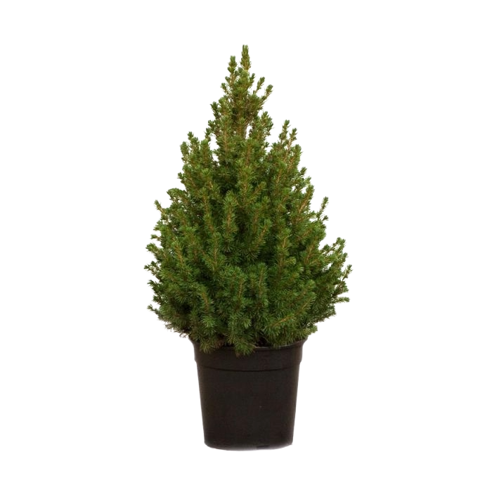 Picea Conica 50/60 cm