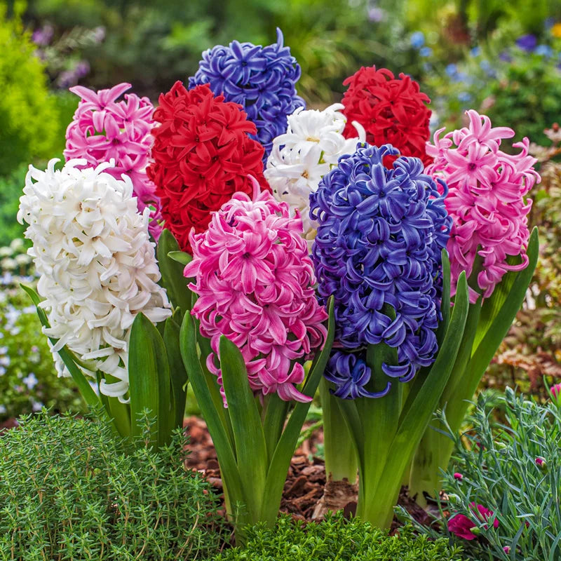Hyacinthen