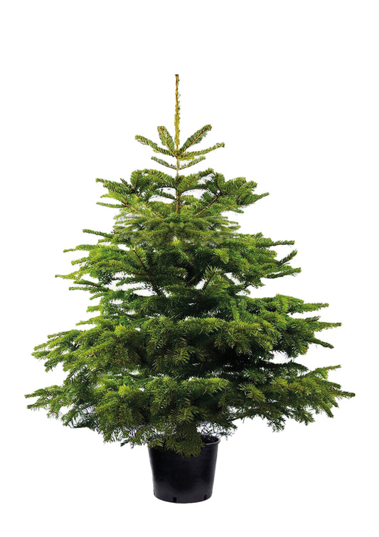 Abies Nordmanniana potgekweekt