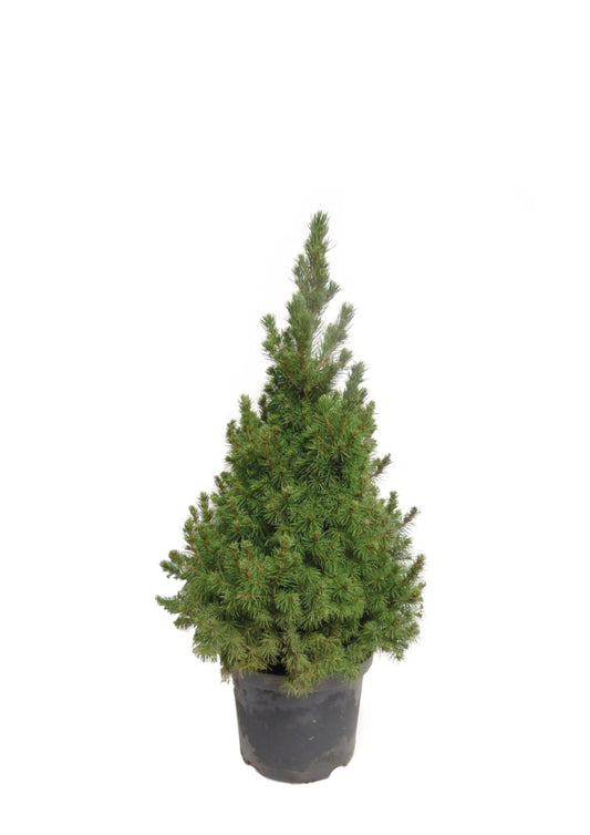 Picea Conica
