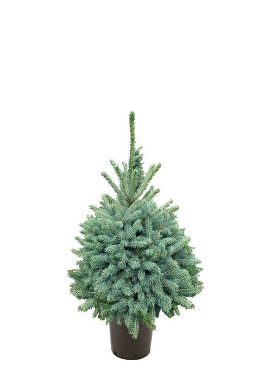 Picea Pungens 'Super Blue'