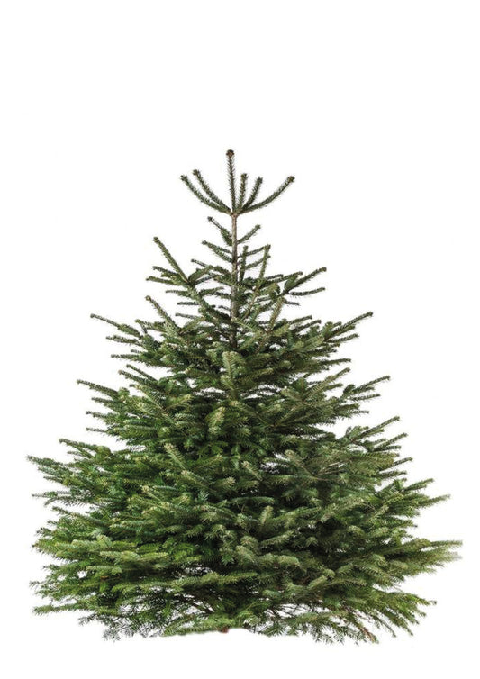 Nordmann Evergreen