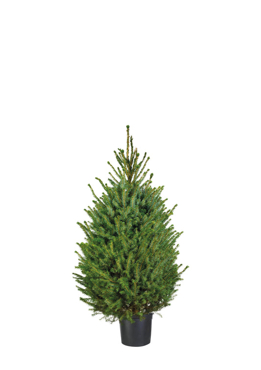 Picea Omorica (potgedrukt)