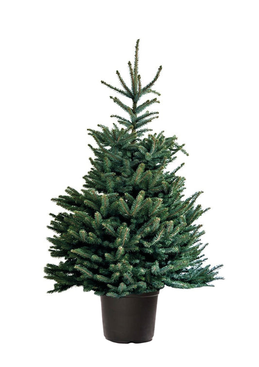 abies fraserie fraser spar frespar